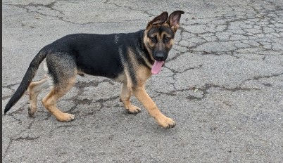 Tyrus